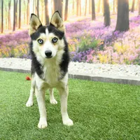 Rocky, a male Pomsky for sale in Arthur, IL – Photo 6 of 6