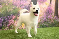 Rocky, a male Pomsky for sale in Arthur, IL – Photo 4 of 6