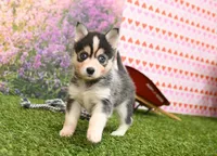 Ronnie, a male Pomsky for sale in Arthur, IL – Photo 1 of 6