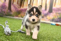 Ronnie, a male Pomsky for sale in Arthur, IL – Photo 3 of 6