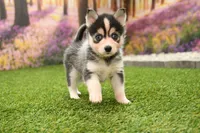 Ronnie, a male Pomsky for sale in Arthur, IL – Photo 4 of 6