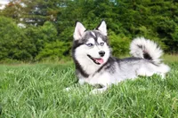 Ronnie, a male Pomsky for sale in Arthur, IL – Photo 5 of 6