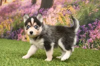 Ronnie, a male Pomsky for sale in Arthur, IL – Photo 2 of 6