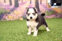 Hugo, a male Pomsky for sale in Arthur, IL – 4 of 9