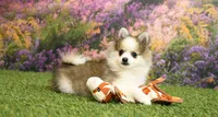 Halsey, a female Pomeranian for sale in Arthur, IL – Photo 4 of 6