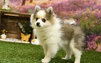 Halsey, a female Pomeranian for sale in Arthur, IL – Photo 2 of 6