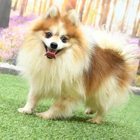 Halsey, a female Pomeranian for sale in Arthur, IL – Photo 6 of 6