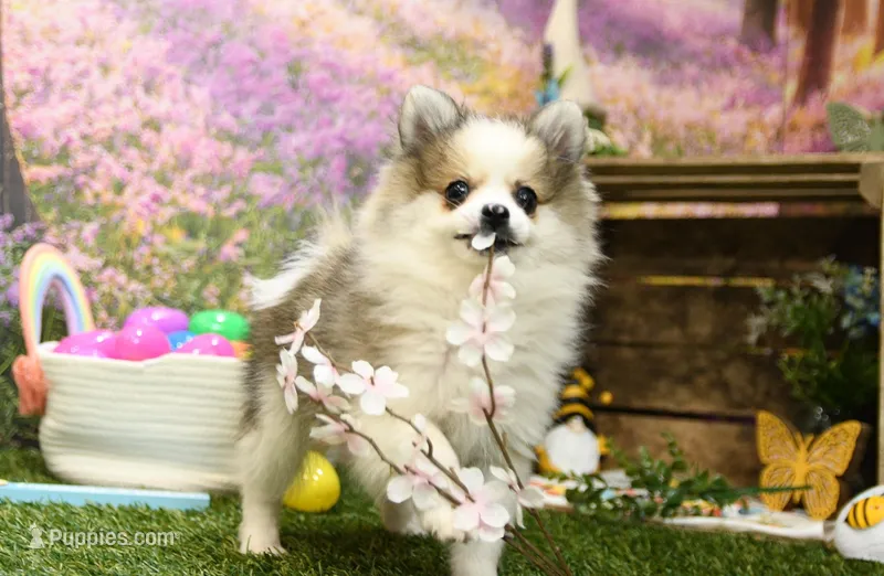 Halsey – Pomeranian puppy for sale in Arthur, IL