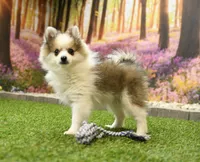 Halsey, a female Pomeranian for sale in Arthur, IL – Photo 3 of 6