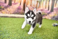Elliot, a male Pomsky for sale in Arthur, IL – 8 of 10
