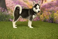 Sadie, a female Pomsky for sale in Arthur, IL – 4 of 8