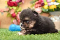 Gus, a male Pomeranian for sale in Arthur, IL – 3 of 8