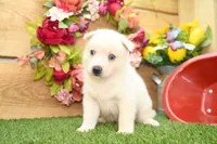 Dean, a male Pomsky for sale in Arthur, IL – 5 of 8