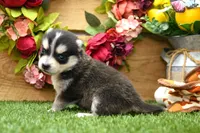 Edwin, a male Pomsky for sale in Arthur, IL – 4 of 7