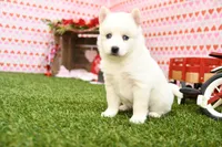 Sadie, a female Pomsky for sale in Arthur, IL – Photo 4 of 6