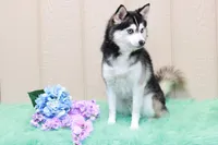 Sadie, a female Pomsky for sale in Arthur, IL – Photo 6 of 6