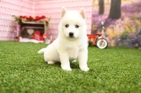 Sadie, a female Pomsky for sale in Arthur, IL – Photo 2 of 6