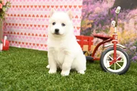 Sadie, a female Pomsky for sale in Arthur, IL – Photo 1 of 6