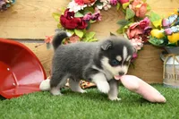 Emmett, a male Pomsky for sale in Arthur, IL – 2 of 9