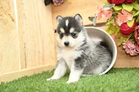 Atlas, a male Pomsky for sale in Arthur, IL – Photo 1 of 10