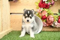 Atlas, a male Pomsky for sale in Arthur, IL – Photo 7 of 10