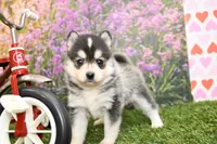 Atlas, a male Pomsky for sale in Arthur, IL – Photo 4 of 10