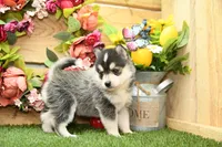 Atlas, a male Pomsky for sale in Arthur, IL – Photo 8 of 10