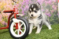 Atlas, a male Pomsky for sale in Arthur, IL – Photo 3 of 10