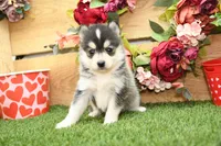 Atlas, a male Pomsky for sale in Arthur, IL – Photo 2 of 10