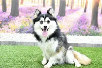 Atlas, a male Pomsky for sale in Arthur, IL – Photo 9 of 10