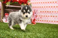 Atlas, a male Pomsky for sale in Arthur, IL – Photo 5 of 10