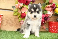 Atlas, a male Pomsky for sale in Arthur, IL – Photo 6 of 10