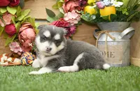 Enzo, a male Pomsky for sale in Arthur, IL – 4 of 9