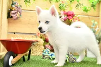 Erik, a male Pomsky for sale in Arthur, IL – 2 of 6