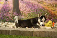 Sadie, a female Pomsky for sale in Arthur, IL – 2 of 6