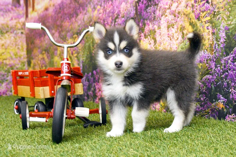 Emmett – Pomsky puppy for sale in Arthur, IL
