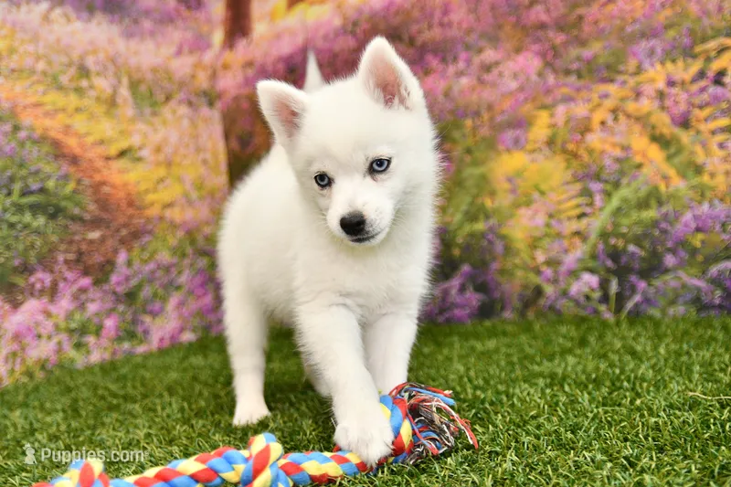 Erik – Pomsky puppy for sale in Arthur, IL