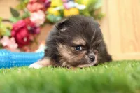 Gus, a male Pomeranian for sale in Arthur, IL – 6 of 8