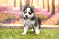Hugo, a male Pomsky for sale in Arthur, IL – 6 of 10