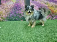 Kyson, a male Pomeranian for sale in Arthur, IL – 6 of 6