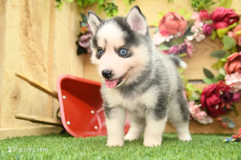 Adam – Pomsky puppy for sale in Arthur, IL
