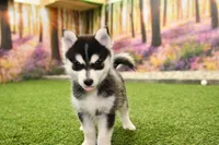 Edwin, a male Pomsky for sale in Arthur, IL – 3 of 10