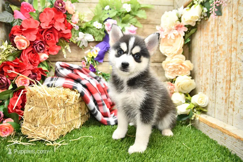 Elliot – Pomsky puppy for sale in Arthur, IL