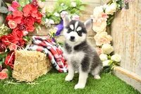 Elliot, a male Pomsky for sale in Arthur, IL – 1 of 10