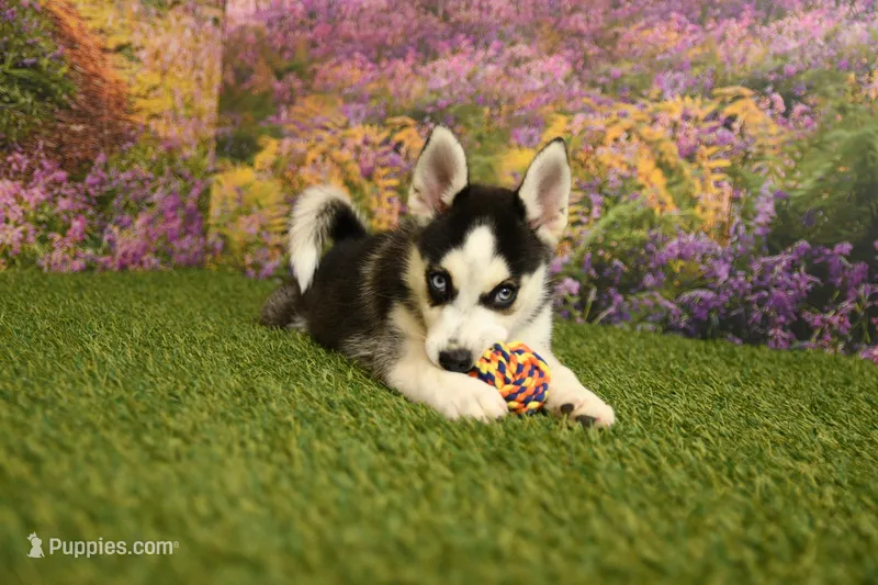 Sadie – Pomsky puppy for sale in Arthur, IL