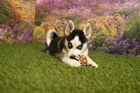Sadie, a female Pomsky for sale in Arthur, IL – 1 of 8