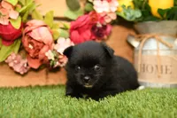 Milo, a male Pomeranian for sale in Arthur, IL – 2 of 9