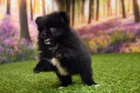 Milo, a male Pomeranian for sale in Arthur, IL – 5 of 8
