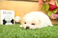 Kyson, a male Pomeranian for sale in Arthur, IL – 3 of 6