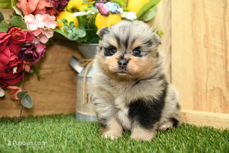 Keaton – Pomeranian puppy for sale in Arthur, IL